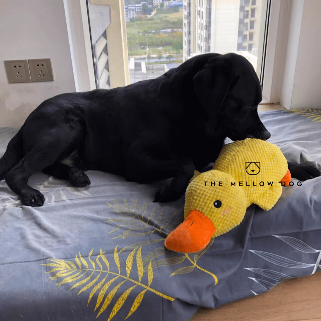 Viral Calming Duck