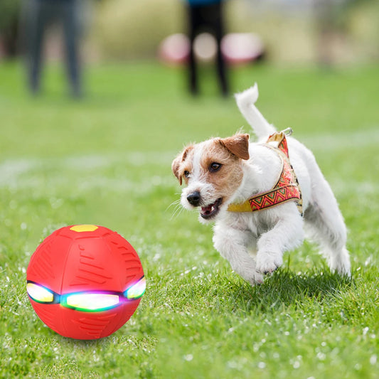 Honden Disc Ball