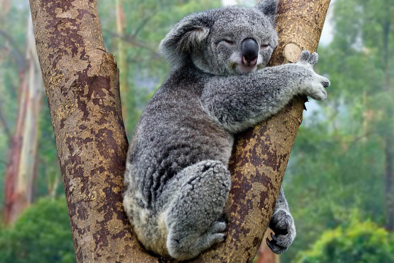 Donate To Save a Koala